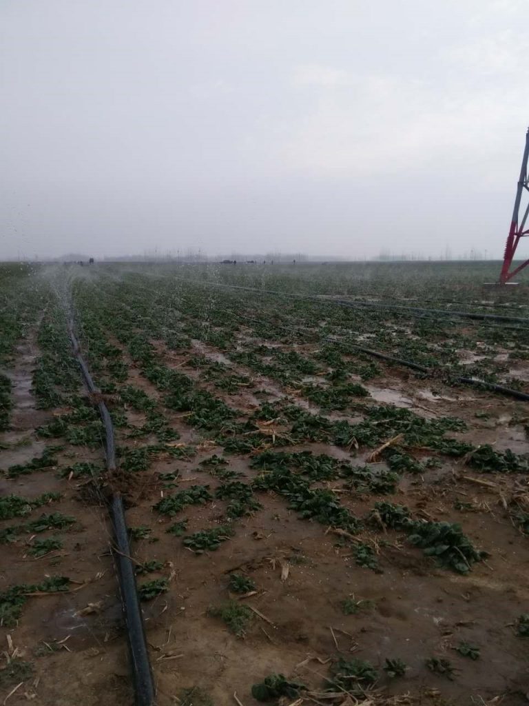 園林噴灌、滴灌、微噴