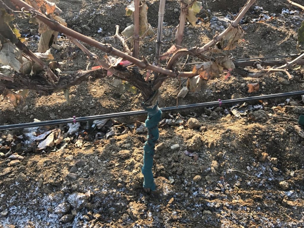 葡萄滴灌、葡萄噴灌、葡萄微噴、葡萄滴灌帶