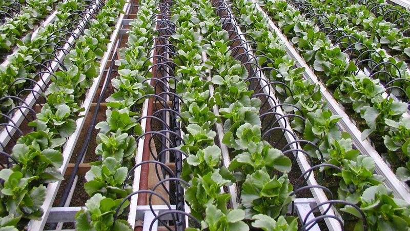 灌溉方式和灌水下限對(duì)溫室淸茄生長、耗水特性及產(chǎn)量的影響